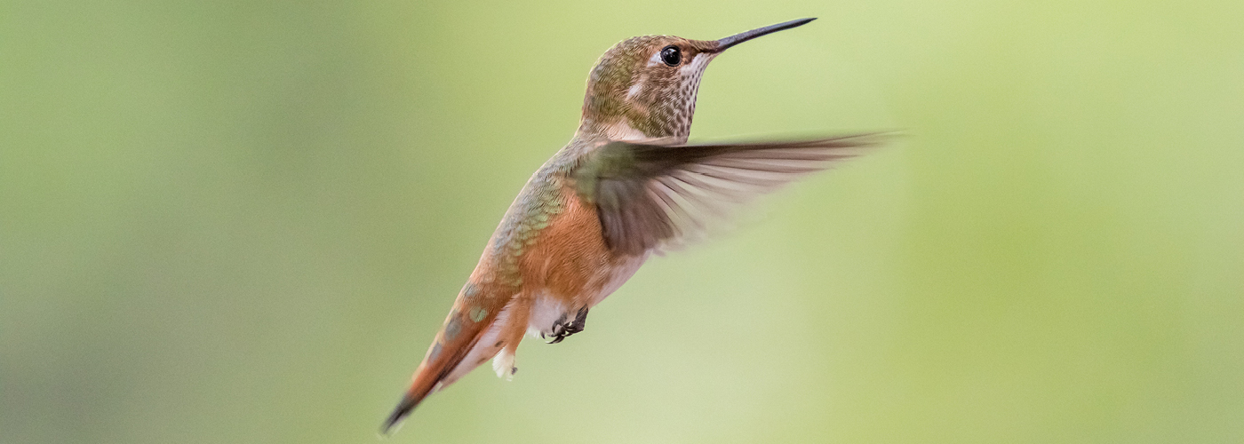 hummingbird-rio-grande