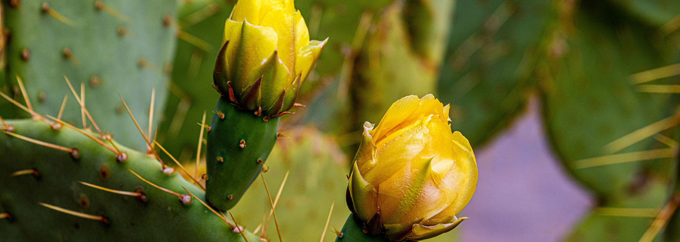 yellow-cactus